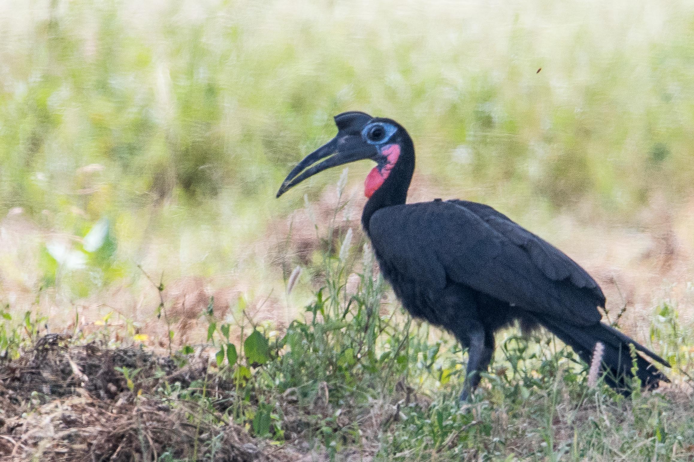 Bucorve d'Abyssinie (Abyssinian ground Hornbill, Bucorvus Abyssinicus), mâle adulte, Région de Kaolack, Sénégal.